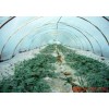 2M米寬保溫棚膜仙桃市棚膜 廠家批發(fā)透光棚膜價(jià)格