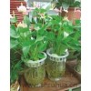 室內(nèi)植物養(yǎng)護(hù) 內(nèi)植物租賃 室內(nèi)植物租擺 如畫(huà)供