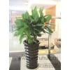 上海會展綠化養(yǎng)護 上海商場綠化養(yǎng)護收費 如畫供