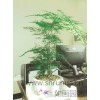 上海酒店綠化養(yǎng)護哪家好 上海別墅綠化養(yǎng)護收費 如畫供